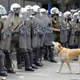 Illustration for article titled The Heroic Riot Dog of Greece